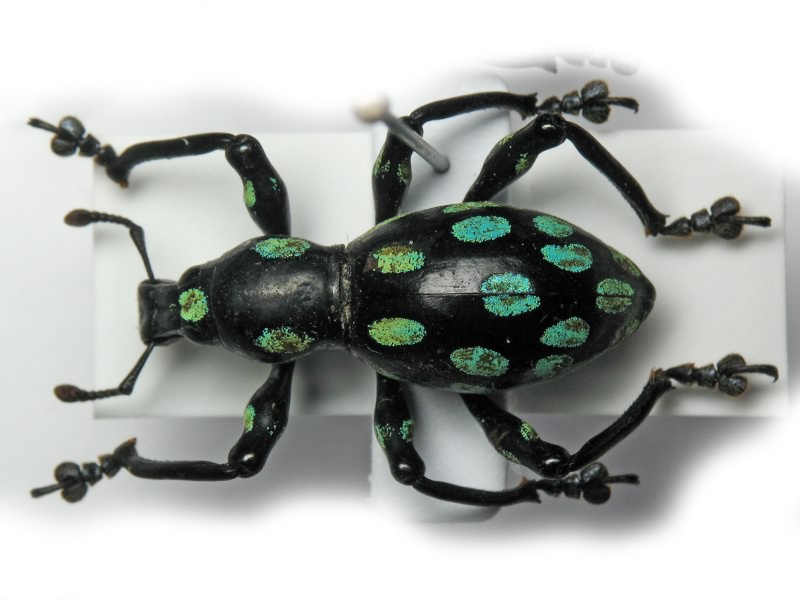 Pachyrhynchus helleri Kuntzen, 1914